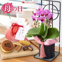 ミディ胡蝶蘭 母の日 花 セット プレゼント ギフト 母の日限定 ミディ胡蝶蘭 マイヴィヴィアン ＆ 和菓子詰合せセット 花とスイーツセット コチョウラン お菓子 フラワーギフト 鉢植え 鉢花 花鉢 甘味 和菓子 お花 母の日ギフト 母 母親 母の日プレゼント