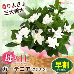 クチナシ 花の鉢植え マラソン×エントリー5倍【早割は4/28まで】 母の日 プレゼント 花 鉢植え 2024 香りよき ガーデニア クチナシ 5号鉢 in バスケット 鉢植え ギフト 花 鉢 お母さん 母の日ギフト 花 義母 鉢花 花鉢 プレゼント 母 庭木 花木 地植え カーネーション以外 母の日プレゼント