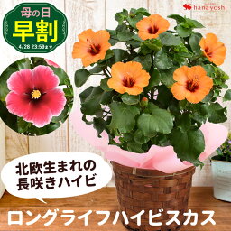 ハイビスカス 花の鉢植え マラソン×エントリー5倍【早割は4/28まで】 母の日 花 鉢植え ギフト 2024 北欧生まれの 長咲きハイビスカス ロングライフハイビスカス バスケット付 プチオレンジ クリオ 花鉢 鉢花 珍しい 希少品種 母の日プレゼント 母の日ギフト 母親 母 義母 プレゼント ギフト 贈り物