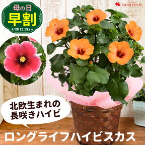 【早割は4/28まで】 母の日 花 鉢植え ギフト 2024 北欧生まれの 長咲きハイビスカス ロングライフハイビスカス バスケット付き プチオレンジ クリオ 花鉢 鉢花 珍しい 希少品種 母の日プレゼント 母の日ギフト 送料無料 お母さん 母親 母 義母 プレゼント ギフト 贈り物