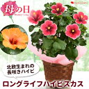 【ポイント絶対5倍★～5/6 9：59】母の日 花 鉢植え プレゼント 北欧生まれの 長咲き ハイビスカス ロングライフハイビスカス バスケット付 5号 多年草 毎年 咲く 花鉢 鉢花 珍しい 希少品種 母の日プレゼント 母の日ギフト 母 義母 ギフト 贈り物 2024 まだ間に合う