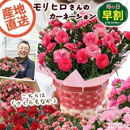 鉢 【早割×MS中はエントリー5倍】早割 母の日 プレゼント 花 カーネーション ギフト 送料無料 産地直送 選べる8種類 モリヒロさんのプレミアムカーネーション 鉢植え 5号鉢 in バスケット 母の日ギフト 母の日 2024 鉢植え お花 花鉢 鉢花 鉢 母の日プレゼント