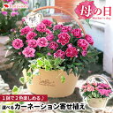 鉢 産地直送 母の日 花 ギフト プレゼント 鉢植え 寄せ植え1鉢で2品種が楽しめる モリヒロさんの カーネーション 寄せ植え 当店限定 母の日プレゼント 母の日ギフト 花鉢 珍しい 鉢花 ガーデニング 母 母の日プレゼント 2024 送料無料