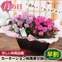 カーネーション  和風アレンジ 【お得な早割は4/28まで】 母の日 花 ギフト プレゼント 2024 花 鉢植えNEW！一度に2品種が楽しめる モリヒロさんの カーネーション 和風 寄せ鉢 源氏 おりがみ母の日ギフト 母の日プレゼント お花 花鉢 鉢花 寄せ入れ 寄せかご 産地直送 珍しい 香る 母 義母