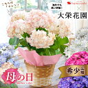 母の日 プレゼント 花 ギフト 2024選べる7種類 希少品種 大栄花園さんの アジサイ 5号鉢 in バスケット あじさい 鉢花 花鉢 母の日 鉢植え お花 紫陽花 母の日ギフト 母の日プレゼント 母 義母…