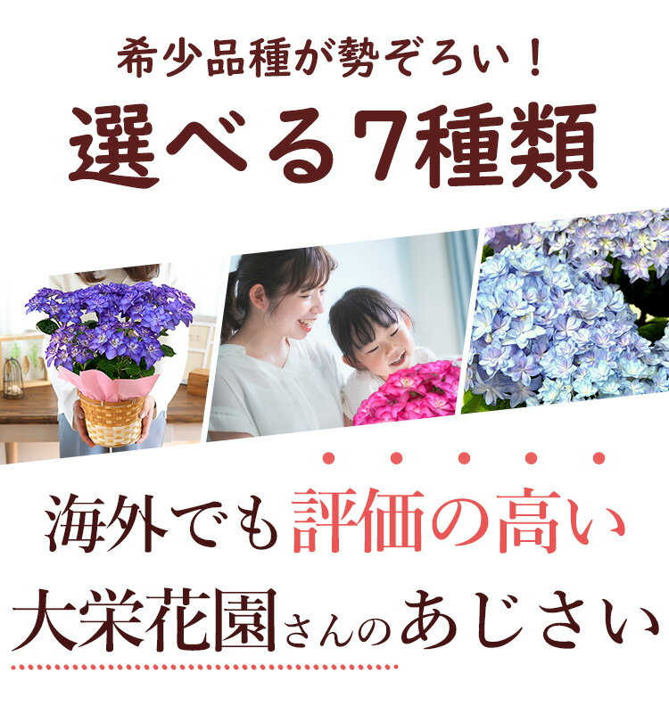 【早割は4/28まで】 母の日 プレゼント 花 ギフト 2024選べる7種類 希少品種 大栄花園さんの アジサイ 5号鉢 in バスケット あじさい 鉢花 花鉢 母の日 鉢植え お花 紫陽花 母の日ギフト 母の日プレゼント 母 義母 お母さん 自分買い 珍しい 産地指定 送料無料