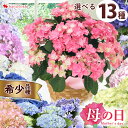 母の日 プレゼント 花 ギフト 2024 送料無料あじさい5号 inバスケット アジサイ 母の日 鉢 ...