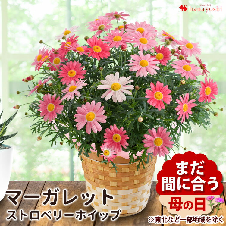 まだ間に合う 母の日 プレゼント 花 鉢植え 花 マーガレット ストロベリーホイップ in バスケッ ...