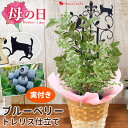 母の日 鉢植え プレゼント 2024 果樹 ブルーベリー 実付 の鉢植え～お洒落なトレリス＆バスケット付 花鉢 鉢花 母の日ギフト お花 フラワーギフト 果物 鉢 母の日プレゼント 送料無料 母 母親 義母 お母さん