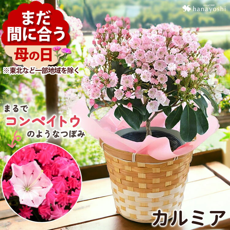 まだ間に合う 母の日 プレゼント 花 鉢植え 2024 カルミア バスケット付き ピンク系 花鉢 鉢 ...