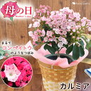 母の日 プレゼント 花 鉢植え 2024 カルミア バスケット付き ピンク系で品種おまかせ 鉢植え 花鉢 鉢花 庭木 かわいい 珍しい 希少品種 母の日ギフト お花 フラワーギフト カーネーション以外 母の日プレゼント お母さん 母 母親 義母 送料無料