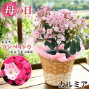 鉢 母の日 プレゼント 花 鉢植え 2024 カルミア バスケット付き ピンク系で品種おまかせ 鉢植え 花鉢 鉢花 庭木 かわいい 珍しい 希少品種 母の日ギフト お花 フラワーギフト カーネーション以外 母の日プレゼント お母さん 母 母親 義母 送料無料