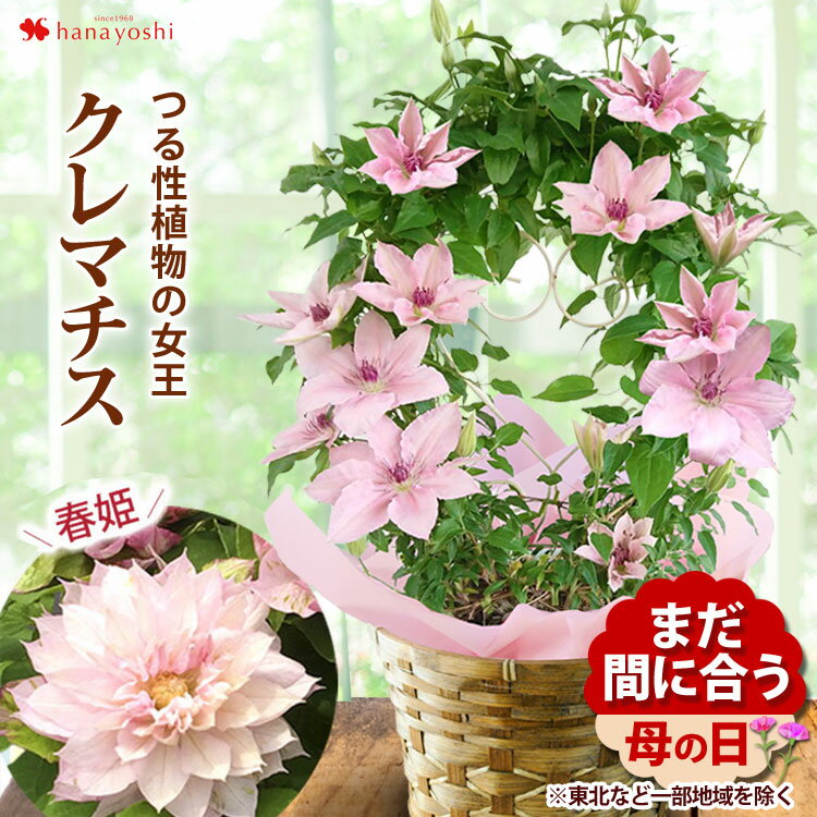 鉢 まだ間に合う ※一部地域を除く 母の日 花 鉢植え プレゼント クレマチス ピンクファンタジー 6号 フェンス仕立て or 八重咲き 春姫 5号 多年草 毎年 咲く 花 母の日ギフト お花 おしゃれ 珍しい 希少品種 母の日プレゼント ギフト 花鉢 鉢花 母の日2024