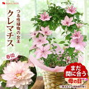 鉢 まだ間に合う ※一部地域を除く 母の日 花 鉢植え プレゼント クレマチス ピンクファンタジー 6号 フェンス仕立て or 八重咲き 春姫 5号 多年草 毎年 咲く 花 母の日ギフト お花 おしゃれ 珍しい 希少品種 母の日プレゼント ギフト 花鉢 鉢花 母の日2024