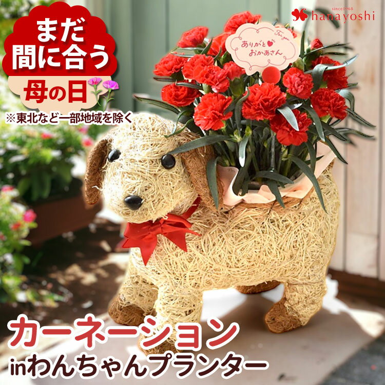 まだ間に合う 母の日 花 鉢植え プレゼント ギフト カーネーション 犬 わんちゃんバスケット 赤 花鉢 ...