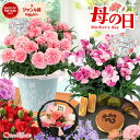 母の日 花 スイーツ お菓子 セット 花とスイーツ 39通り set プレゼント 鉢植え 花鉢 カーネーション 以外 希少 鉢花 プリザーブドフラワー バラ 和...