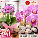 【先着クーポン】まだ間に合う 母の日 花 鉢植え 花とスイーツ ミディ胡蝶蘭 & 岡萬本舗 か津ら ふぢ餅 セット コチョウラン 花とスイーツセット 和菓子 蘭...