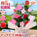 【先着クーポン】まだ間に合う 母の日 花 鉢植え マンデビラ 3色の花が咲く プレゼント トレリス 多年草 花鉢 鉢花 ギフト 珍しい 毎年 咲く 耐暑性 育て...