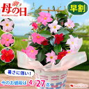 【先着★150円OFFクーポン】早割 母の日 花 鉢植え マンデビラ 3色の花が咲くプレゼント トレリス 多年草 花鉢 鉢花 ギフト 珍しい 毎年 咲く 暑さに...