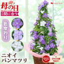 【先着クーポン】まだ間に合う 母の日 鉢植え 花 ニオイバンマツリ タワー 5号 鉢 においばんまつり 花鉢 ギフト 珍しい 鉢花 多年草 長持ち 毎年 咲く ...