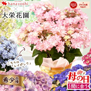 【先着250円OFFクーポン】まだ間に合う 数量限定 母の日 花 鉢植え あじさい 名匠 大栄花園 さんの アジサイ 5号 in バスケット プレゼント ギフト 希少品種 珍しい 多年草 毎年咲く 長持ち 鉢花 花鉢 お花 紫陽花 5号鉢 カーネーション以外 母の日ギフト 2025 送料無料