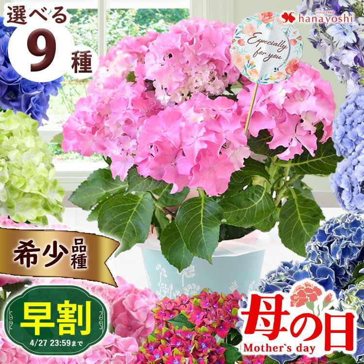 【長く楽しめるおすすめ花ギフト】紫陽花 アジサイ フェアリーアイ