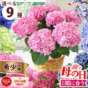 【先着クーポン】まだ間に合う 母の日 あじさい 花 鉢植え 4号 5号 かご入 アジサイ 紫陽花 鉢花 花鉢 希少品種 珍しい 毎年咲く プレゼント ギフト 母...