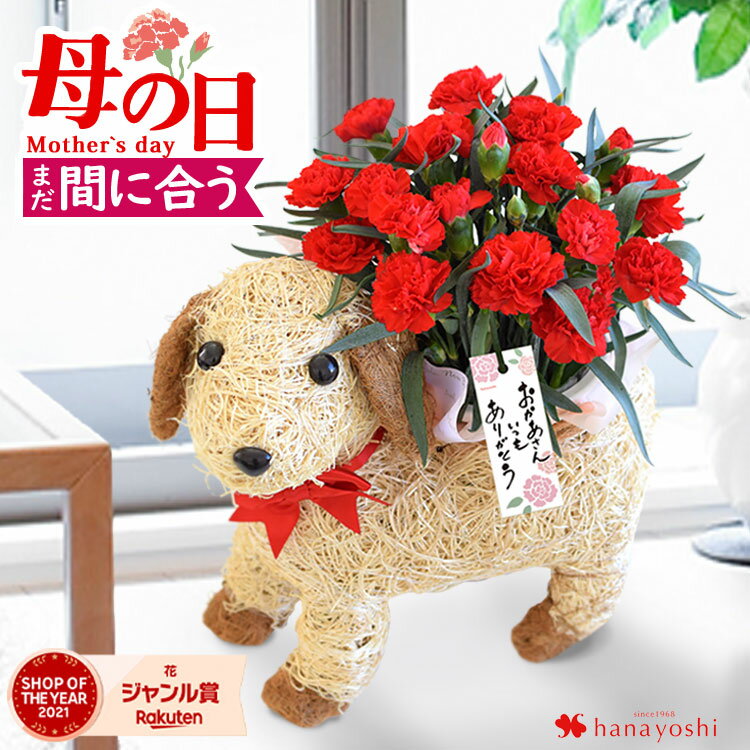 【18周年★P絶対5倍】 早割 母の日 鉢植え プレゼント 2023 送料無料 選べる鉢花 わんちゃんバスケット カーネーション あじさい花鉢 鉢花 母の日ギフト 犬 ドッグ 花 フラワーギフト 5/9〜5/14の間にお届け 紫陽花 母 義理 義母のサムネイル