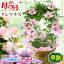 【先着★150円OFFクーポン】早割 母の日 花 鉢植え クレマチス ピンクファンタジー 6号 春姫 5号 ミゼットブルー 4号 フェンス仕立て 八重咲き 珍しい 毎年 咲く 多年草 お花 希少品種 プレゼントギフト 花鉢 鉢花 カーネーション以外 母の日ギフト 2025 送料無料 3,980円