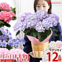 母の日 紫陽花ギフト 珍しい色 伊予獅子てまり 卑弥呼 人気のお花のおすすめプレゼントランキング 予算5 000円以内 Ocruyo オクルヨ 母の日 紫陽花ギフト 珍しい色 伊予獅子てまり 卑弥呼 人気のお花のおすすめプレゼントランキング 予算5 000円以内 Ocruyo オクルヨ