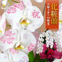 化粧蘭 コチョウラン <大輪・3本立ち>30輪以上 文字入れ 胡蝶蘭 開店祝い 花 還暦 開業祝い 会社設立 お祝い 開院祝い 開設 オープン 移転祝い 鉢植え...