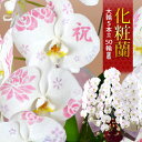 【先着400円OFFクーポン】化粧蘭 コチョウラン 洋蘭<大輪・5本立ち>50輪前後 文字入れ 胡蝶蘭 開店祝い 花 還暦 開業祝い 会社設立 お祝い 開院祝い...