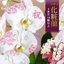 【先着★150円OFFクーポン】ミディ化粧蘭 コチョウラン <3本立ち>18輪以上 胡蝶蘭 開店祝い 花 還暦 開業祝い お祝い 就任祝い 開院祝い 開設 オー...