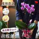 産地直送 椎名洋ラン園さんの 「風呂敷包みの胡蝶蘭」 ミディ胡蝶蘭 コチョウラン 花色と風呂敷のデザインが選べる 胡蝶蘭 2本立ち 花 贈答用 贈り物 おしゃれ 自宅用 開店祝い 開業祝い 新築祝い お祝い ギフト プレゼント ラン 誕生日 インテリア 敬老の日 お供え お悔やみ