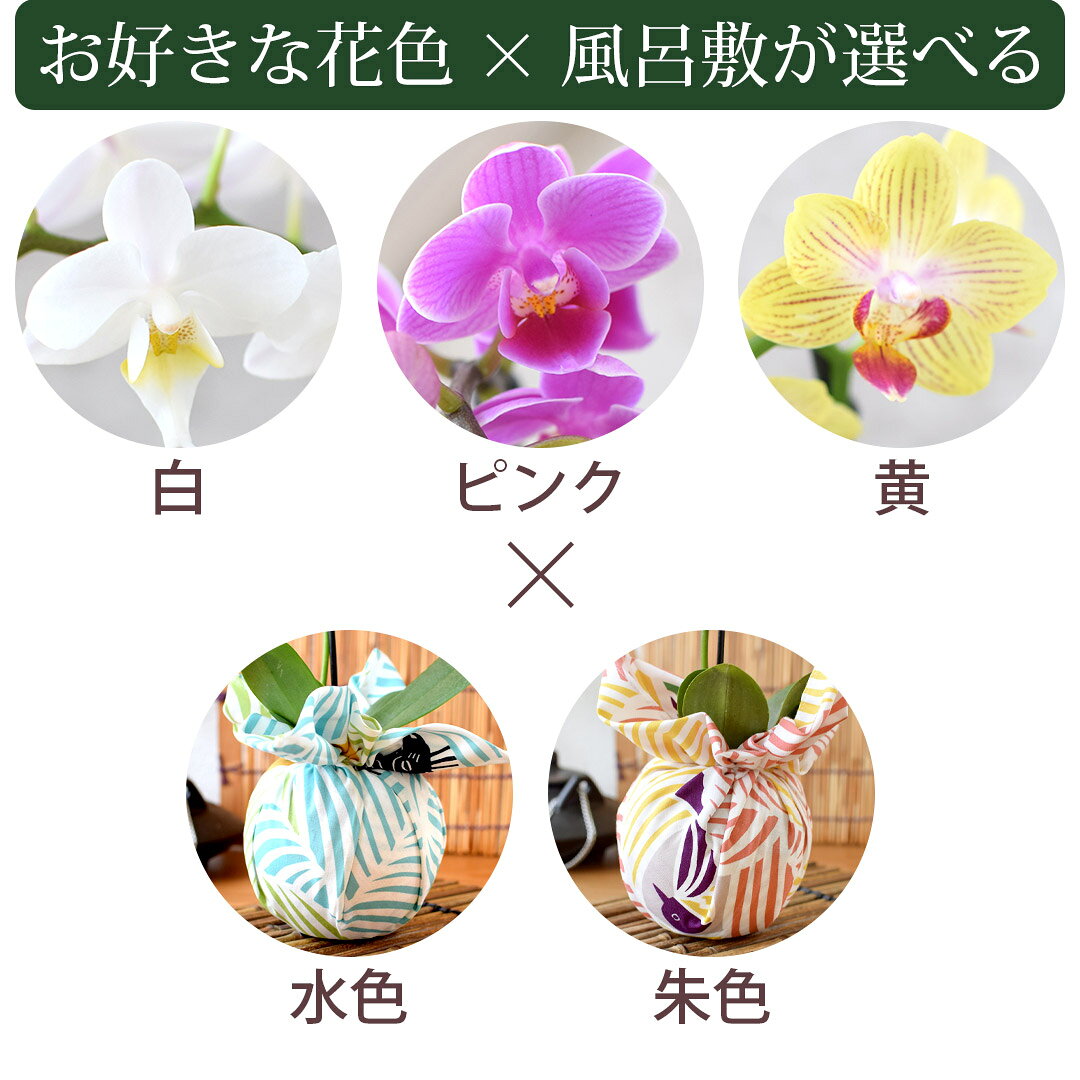 産地直送 椎名洋ラン園さんの 「風呂敷包みの胡蝶蘭」 ミディ胡蝶蘭 コチョウラン ...