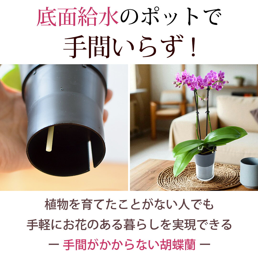 フラワーマーケット花由の産地直送 椎名洋ラン園さんの お手入れ簡単すぎる ミディ胡蝶蘭 コチョウラン タンブラー ポット 花 と器の色が選べる 胡蝶蘭 底面給水 水耕栽培 蘭 洋蘭 鉢植え 鉢花 お祝い ギフト プレゼント ラン 誕生日 記念品 退職祝い 送別 お盆 初盆 新盆 亡くなった お中元 夏｜アングル2