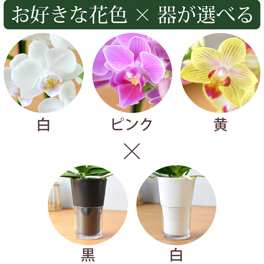 フラワーマーケット花由の産地直送 椎名洋ラン園さんの お手入れ簡単すぎる ミディ胡蝶蘭 コチョウラン タンブラー ポット 花 と器の色が選べる 胡蝶蘭 底面給水 水耕栽培 蘭 洋蘭 鉢植え 鉢花 お祝い ギフト プレゼント ラン 誕生日 記念品 退職祝い 送別 お盆 初盆 新盆 亡くなった お中元 夏｜アングル3