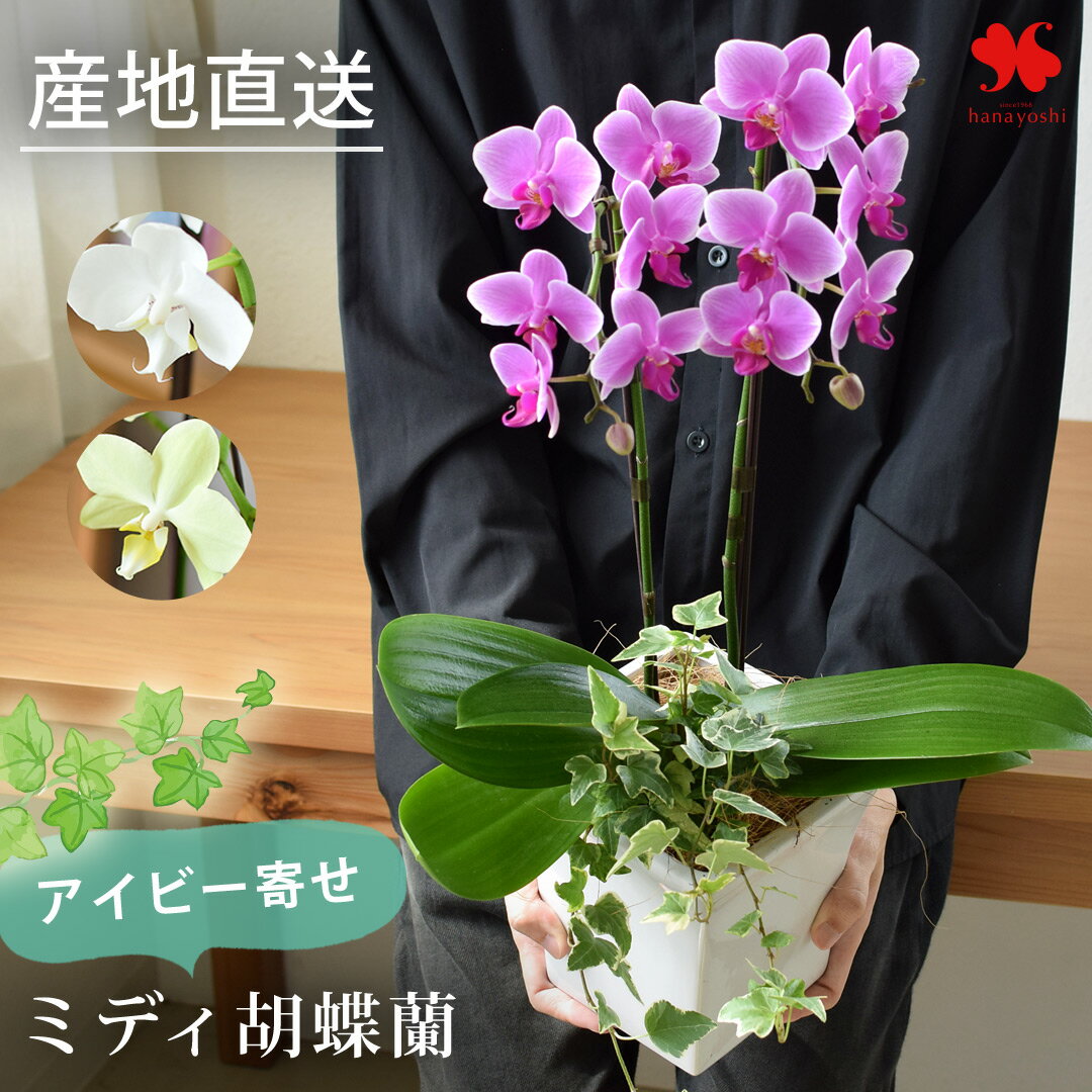 産地直送 椎名洋ラン園さんの アイビー寄せ ミディ胡蝶蘭 コチョウラン 陶器鉢 花 と器の色が選べる 胡..