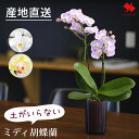 産地直送 椎名洋ラン園さんの 土がいらない ミディ胡蝶蘭 コチョウラン「 ranto」 サイズと花色と器の色が選べる 胡蝶蘭 花 底面給水 水耕栽培 ポット 手間いらず おしゃれ 自宅用 開店祝い 開業祝い 新築祝い お祝い ギフト プレゼント ラン 誕生日 インテリア 敬老の日