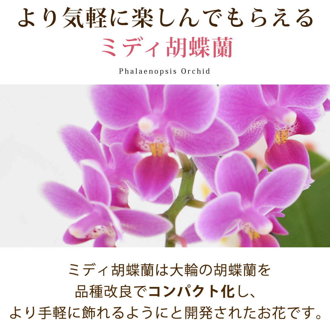 産地直送 椎名洋ラン園さんの 「風呂敷包みの胡蝶蘭」 ミディ胡蝶蘭 コチョウラン ...
