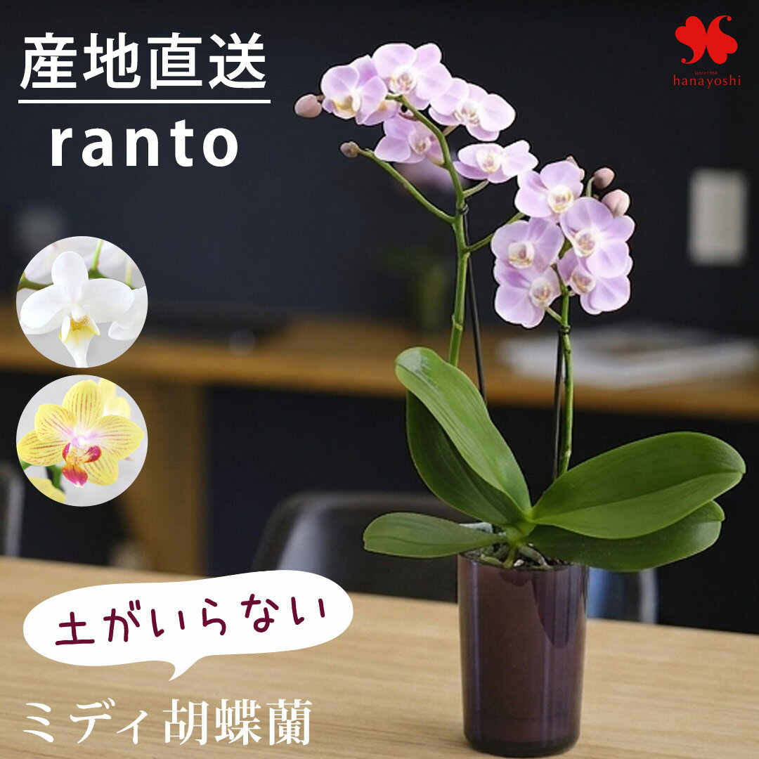楽天市場】ミディ胡蝶蘭（種類（植物）コチョウラン）（鉢花｜花・観葉
