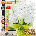 産地直送! リーフさんの 胡蝶蘭 コチョウラン 洋蘭<大輪・3本立ち>30輪以上 胡蝶蘭 花 開店祝い 開業祝い 周年祝い 開院祝い 移転祝い お祝い 開店開業 ギフト ラン 誕生日 花 お供え お悔やみ【画像配信】 送料無料 喪中見舞い