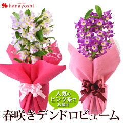 https://thumbnail.image.rakuten.co.jp/@0_mall/hanayoshi/cabinet/springgift/2020/hospo01_20mn.jpg