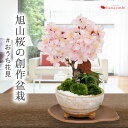 桜 盆栽 創作盆栽おうちでお花見 数量限定 送料無料 さくら