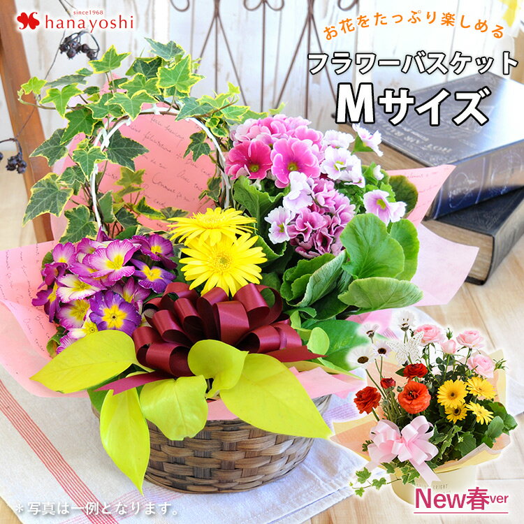 花由『季節のおまかせ花鉢とグリーンの寄せ入れMサイズ（hoh14）』