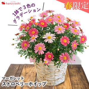 春の鉢植え マーガレット ストロベリーホイップ 春の鉢花 鉢植え プレゼント ギフト 花 送料無料 花鉢 花 誕生日 女性 母 祖母 女友達 結婚祝い 退職祝い 上司 30代 40代 還暦祝い 結婚記念日 妻 両親 お花 入学祝い 新社会人 お祝い