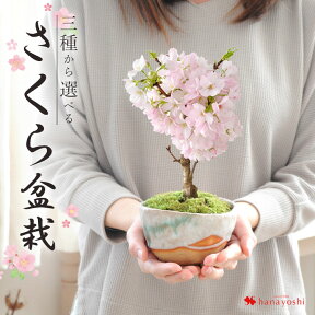 桜の創作盆栽 桜 盆栽 創作盆栽 数量限定 送料無料 花芽付 旭山桜の盆栽 南殿桜の盆栽 さくら 盆栽鉢 2/1～3/31の間で日時指定OK 北海道お届け不可 誕生日 プレゼント 女性 祖母 母 花 お祝い ギフト 定年 男性 合格 花見 おうち花見 お母さん おかあさん 義母