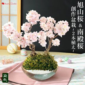 桜 盆栽 花芽付 創作盆栽～旭山桜＆南殿桜2本植え～ 万古焼手造り 盆栽鉢 送料無料 2/1～3/31で日時指定OK 旭山桜 南殿桜 誕生日 プレゼント 花 母 祖母 女性 父 祖父 フラワーギフト 定年 男性 母の日 プレゼント お母さん おかあさん 義母