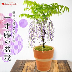 https://thumbnail.image.rakuten.co.jp/@0_mall/hanayoshi/cabinet/springgift/2024/hosp2007mn24.jpg