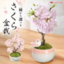 桜の創作盆栽